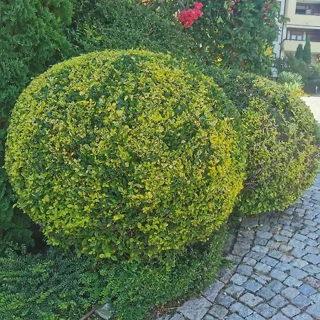 Garden Of Eden - Kalina Apartamento *
